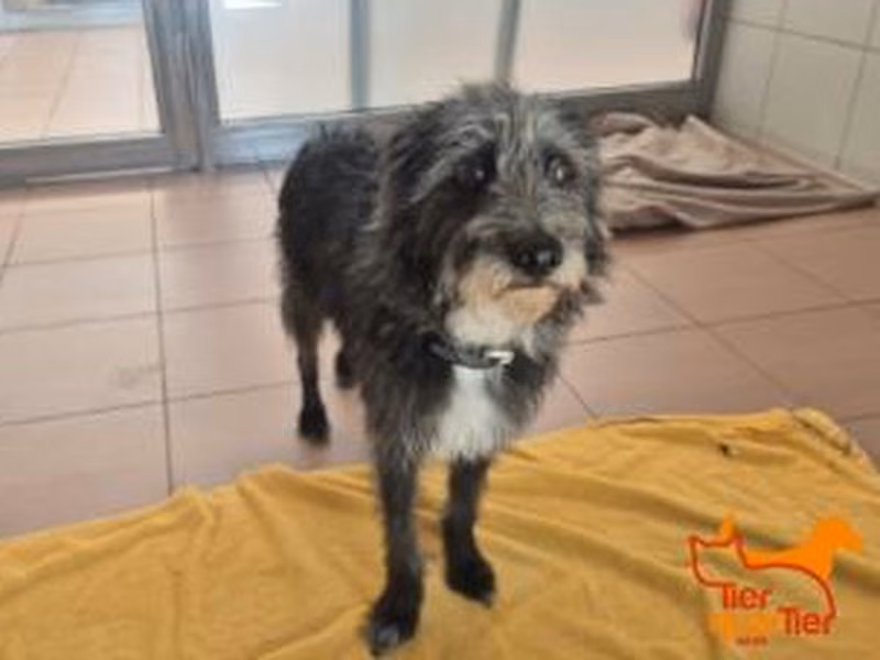 Gray-and-white adult male mixed-breed dog, shelter no. …3074