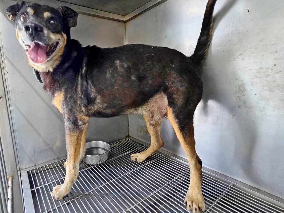 Black-and-tan adult male mixed-breed dog, Medium, shelter no. …1307