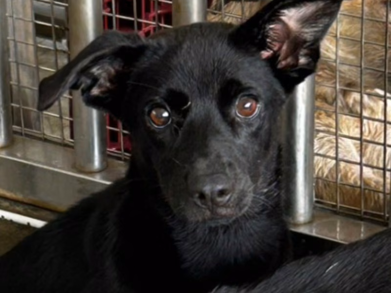 Black adult female mixed-breed dog, Medium, shelter no. …1001