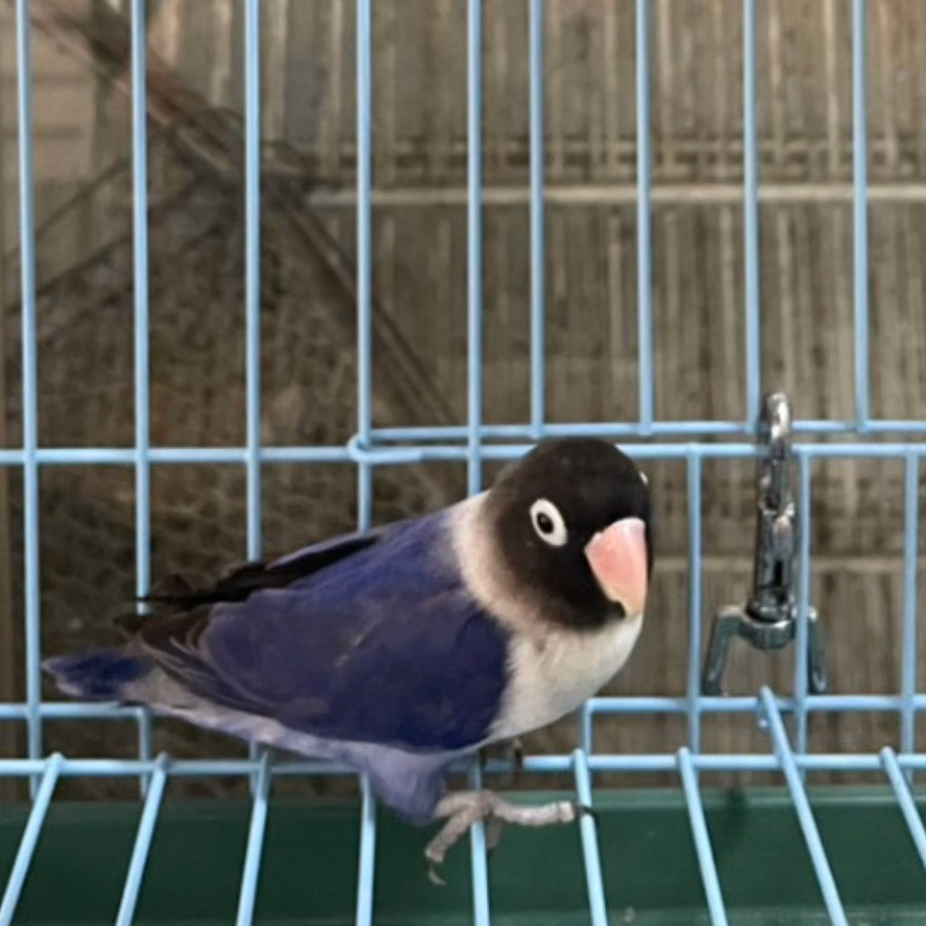 Black adult mixed-breed other, Small, shelter no. …1054
