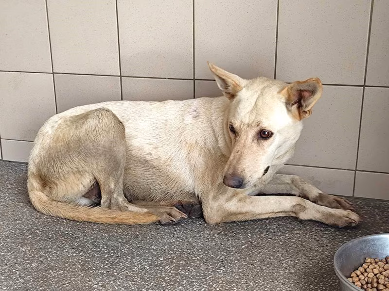 White adult female mixed-breed dog, Large, shelter no. …0605