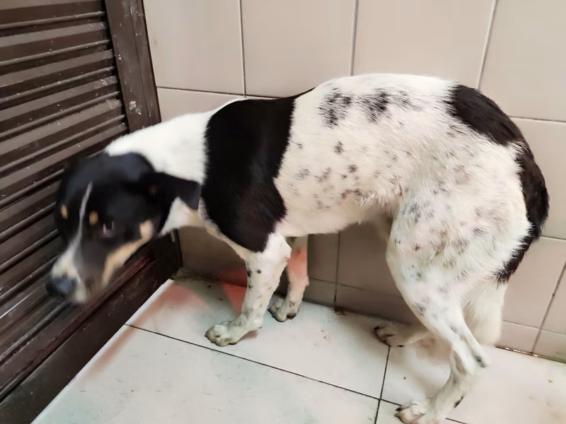 Patched adult male mixed-breed dog, Large, shelter no. …0225
