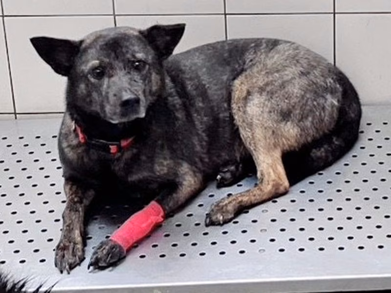 Tabby adult female mixed-breed dog, Small, shelter no. …8003