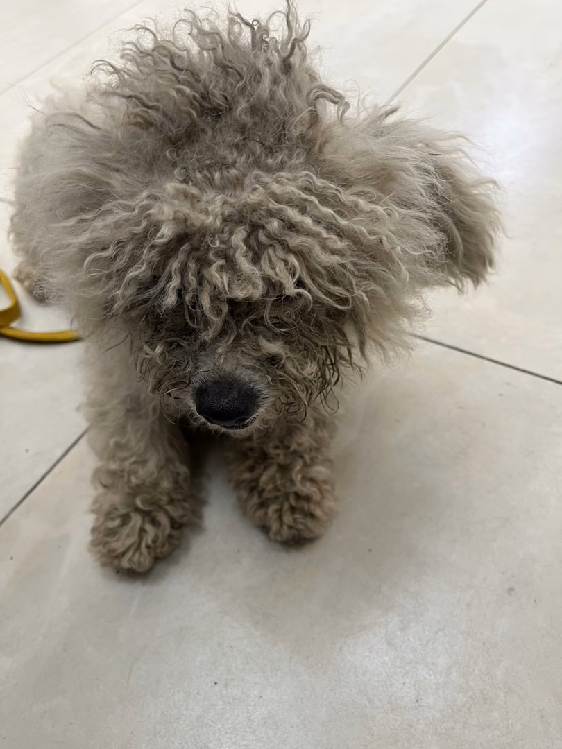 White adult female Bichon Frisé, Small, shelter no. …6D01