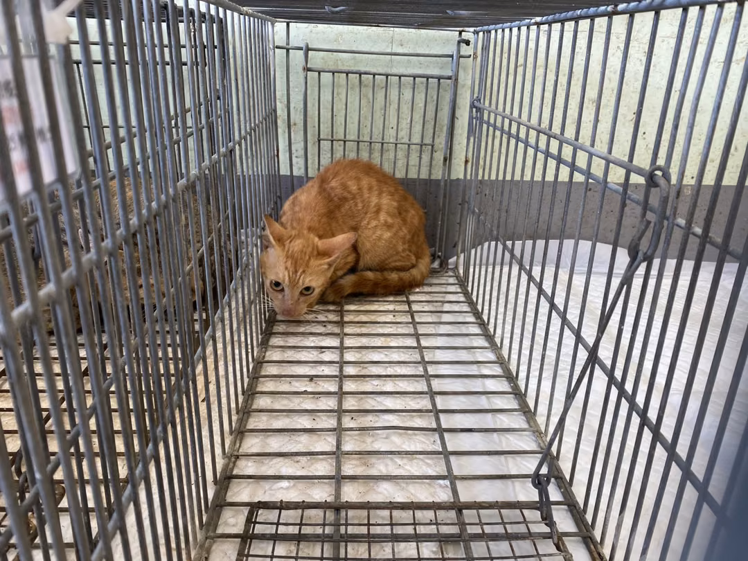 Orange tabby young female mixed-breed cat, Small, shelter no. …6C02