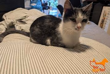 Gray tabby female European Shorthair, shelter no. …4266