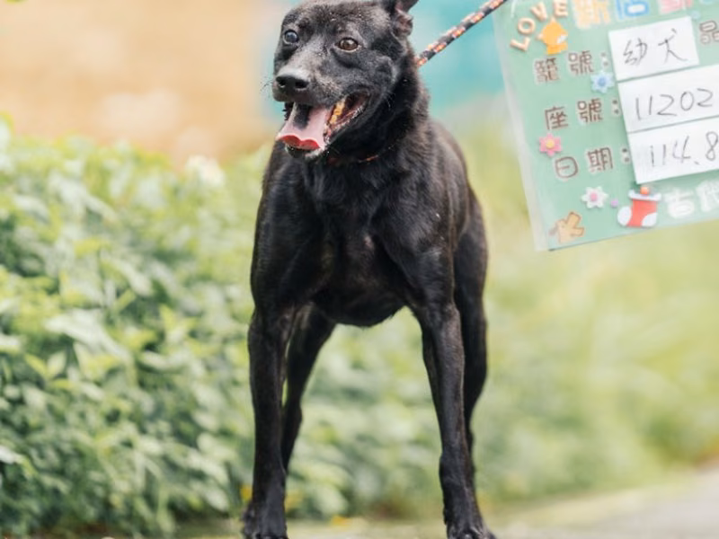 Black adult male mixed-breed dog, Medium, shelter no. …0002