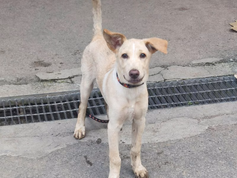 Cream young male mixed-breed dog, Medium, shelter no. …6001