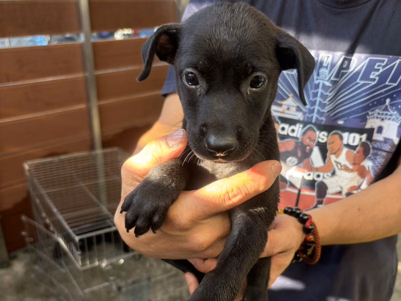Black young male mixed-breed dog, Medium, shelter no. …5014