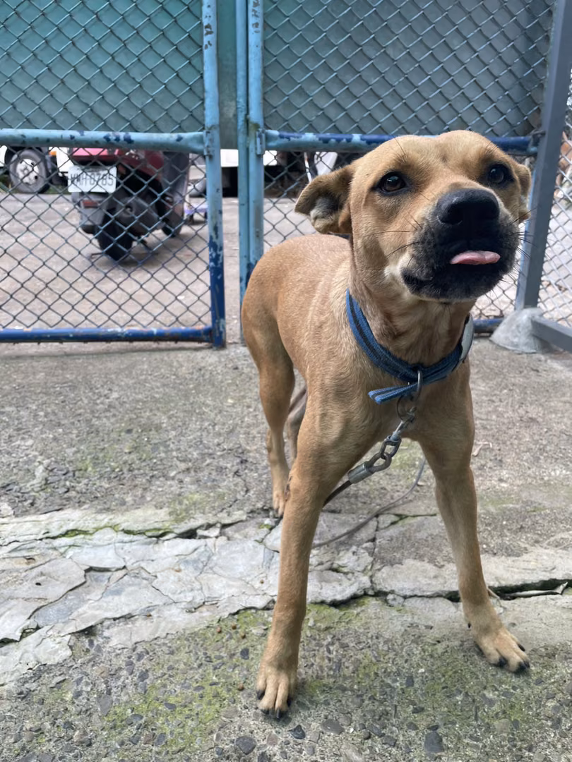 Tan adult female mixed-breed dog, Medium, shelter no. …6007