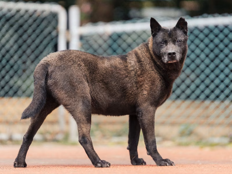 Black adult male mixed-breed dog, Medium, shelter no. …1808