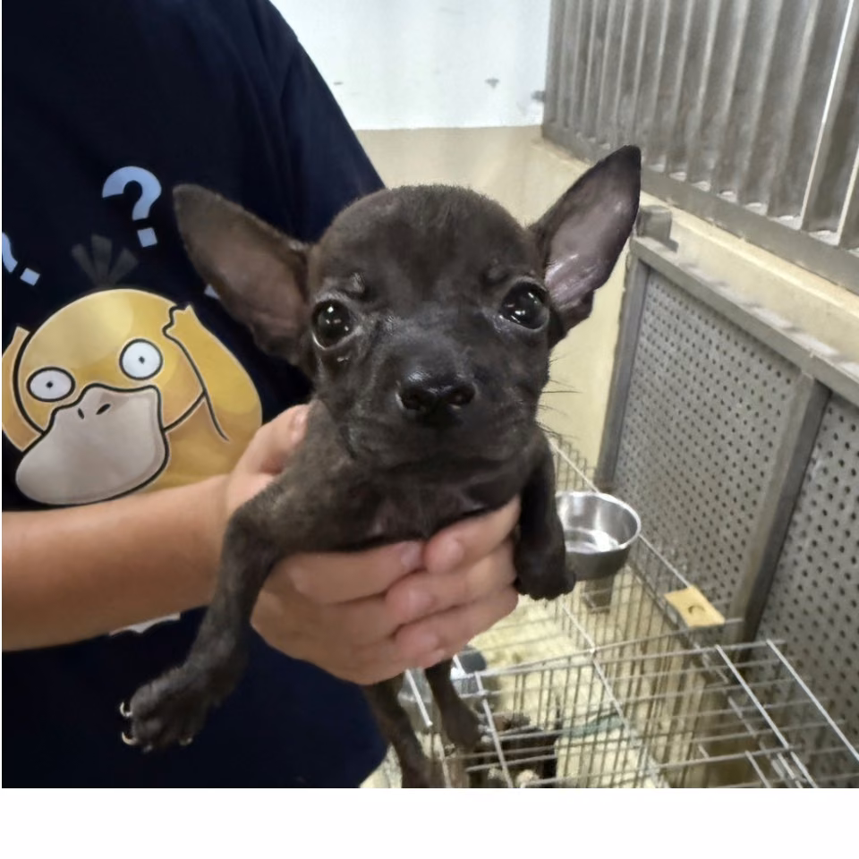 Black young male mixed-breed dog, Small, shelter no. …2002