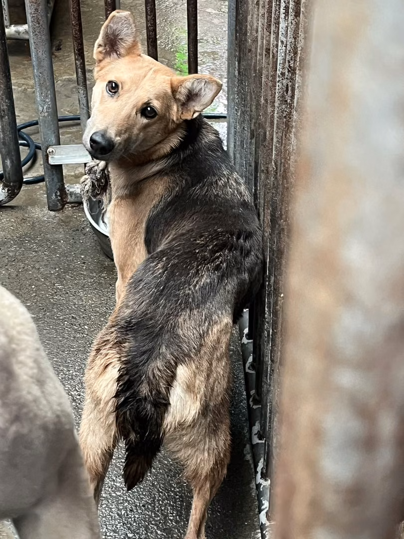 Adult female mixed-breed dog, Medium, shelter no. …5003