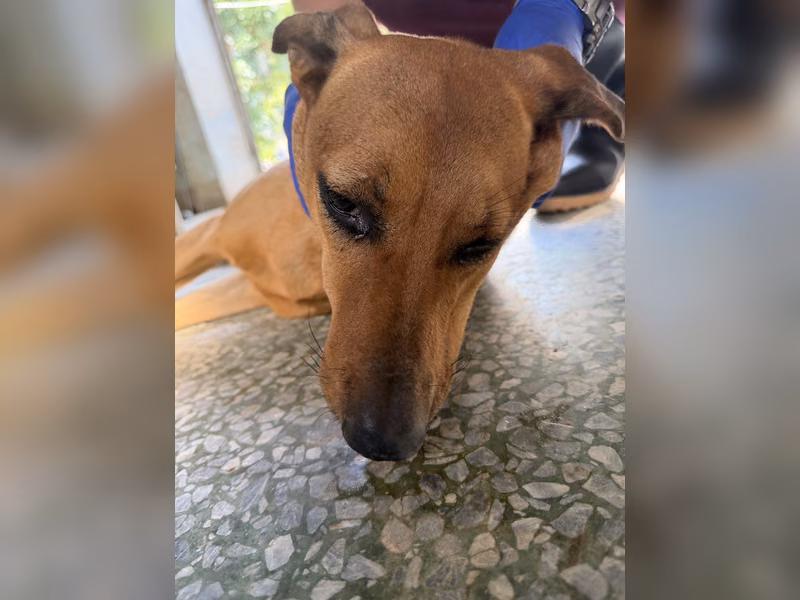 Tan adult male mixed-breed dog, Medium, shelter no. …6-08