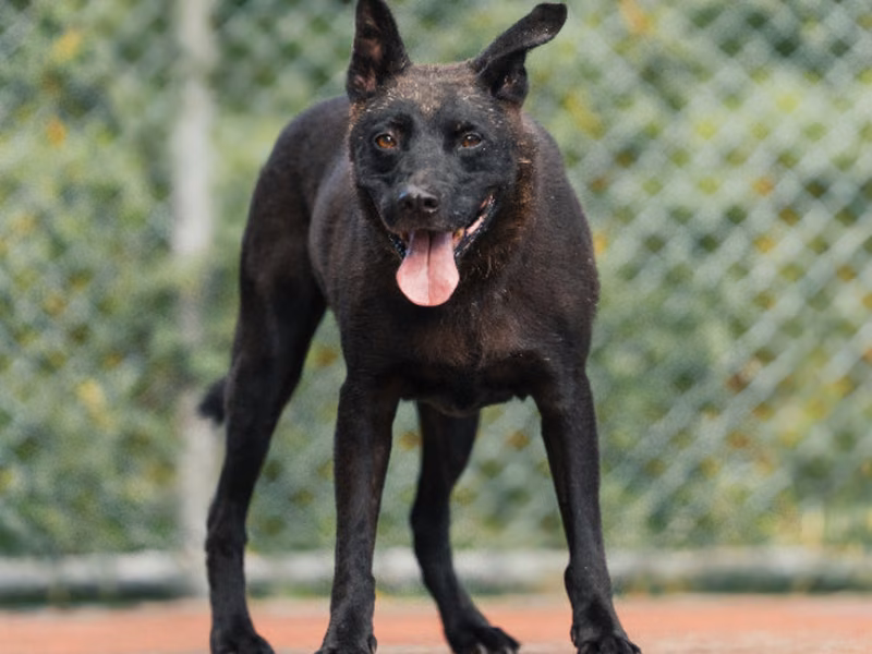 Black adult male mixed-breed dog, Medium, shelter no. …2903