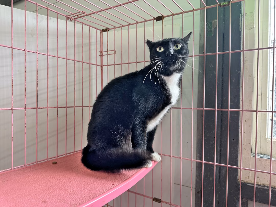 Black-and-white adult female mixed-breed cat, Medium, shelter no. …0704