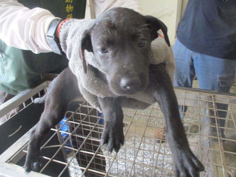 Black young female mixed-breed dog, Small, shelter no. …Q9-2