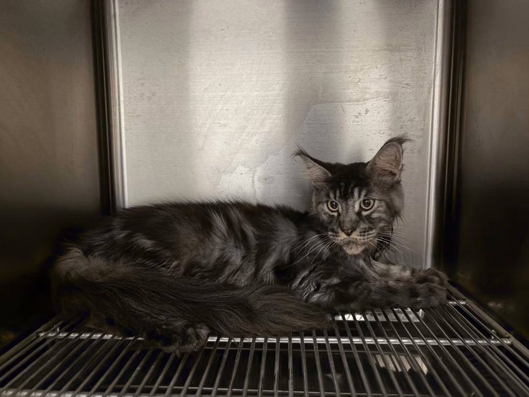 Tabby adult male Maine coon, Medium, shelter no. …9004
