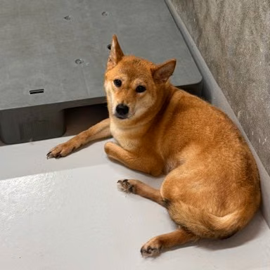 Tan adult female Shiba Inu, Medium, shelter no. …6002