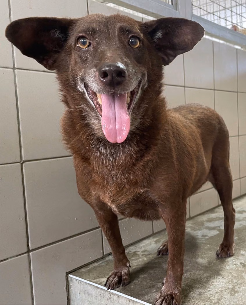 Brown adult female mixed-breed dog, Medium, shelter no. …2008