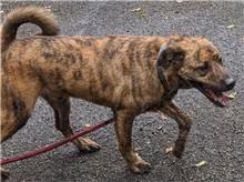 Tabby young male mixed-breed dog, Medium, shelter no. …2004