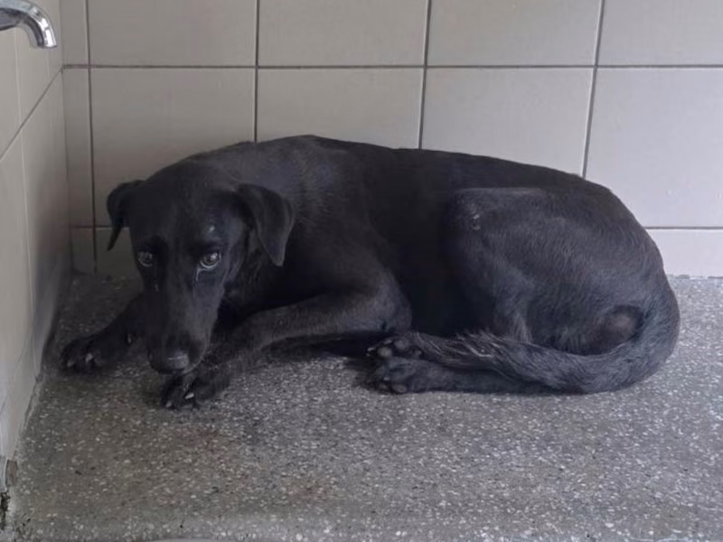 Black adult female mixed-breed dog, Large, shelter no. …1602