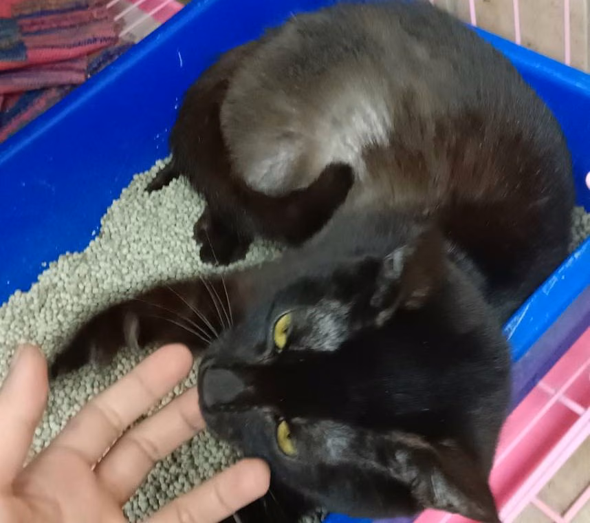Black young male mixed-breed cat, Medium, shelter no. …6003