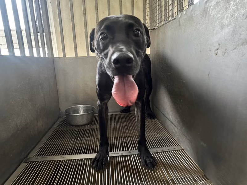 Black adult male mixed-breed dog, Medium, shelter no. …5004