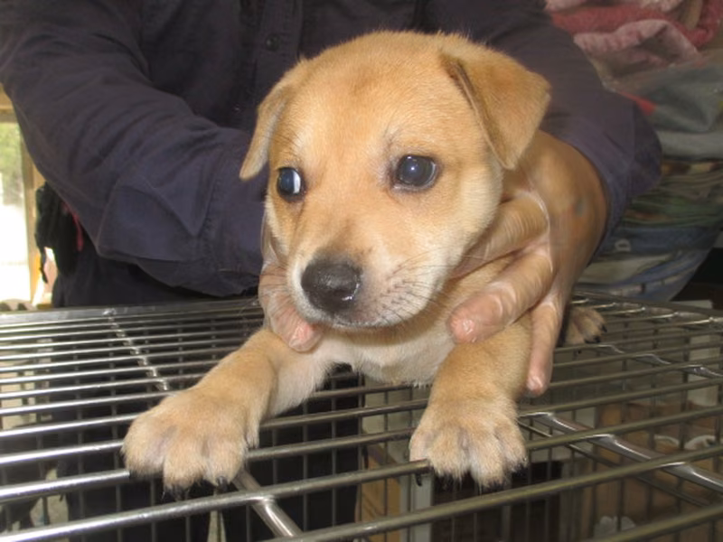 Tan young male mixed-breed dog, Small, shelter no. …1005