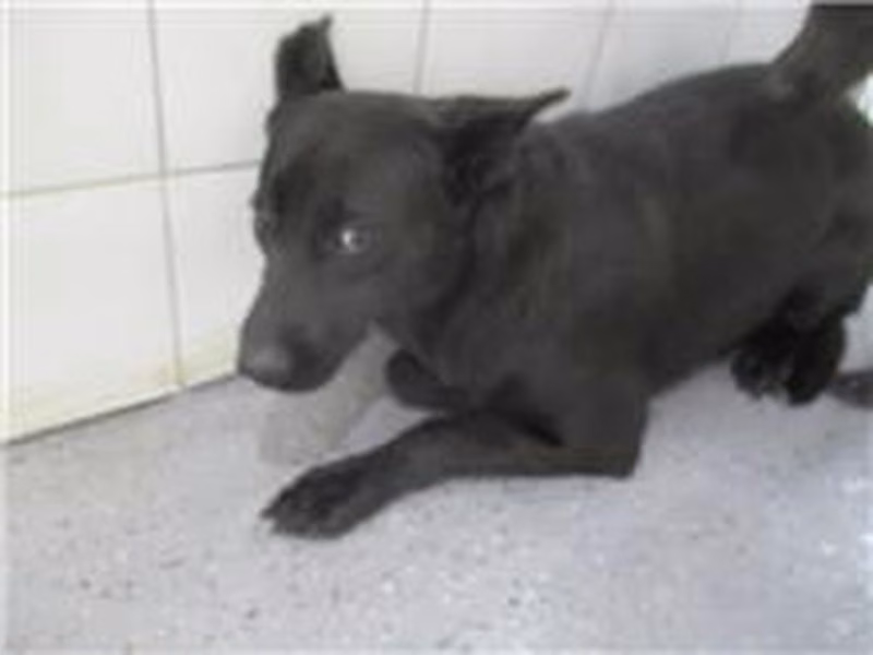 Black adult female mixed-breed dog, Medium, shelter no. …0012
