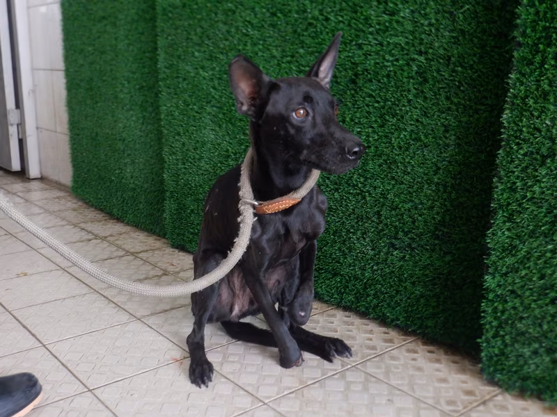 Black adult female mixed-breed dog, Medium, shelter no. …7847