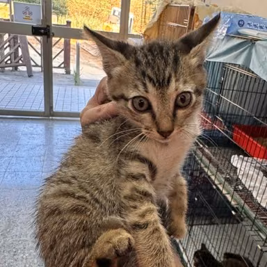 Pusang halo ang lahi (Bata, may guhit), Maliit, blg. ng shelter …4001