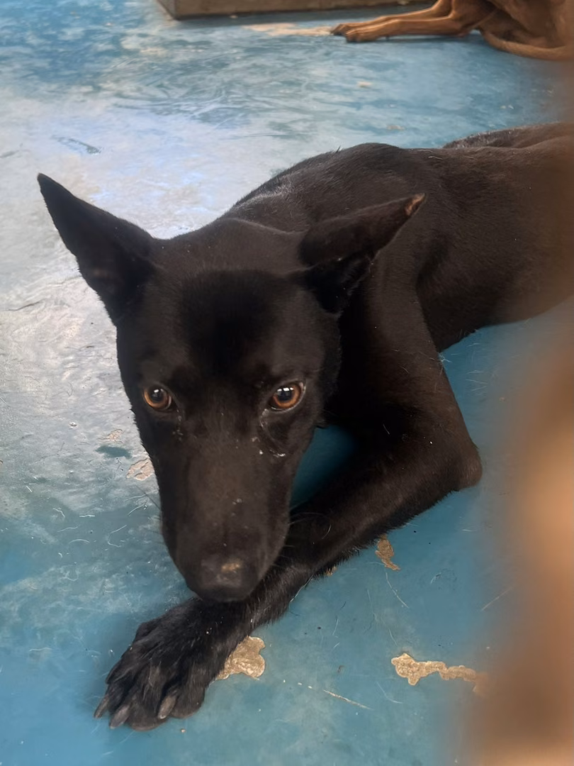 Black adult male mixed-breed dog, Large, shelter no. …9014