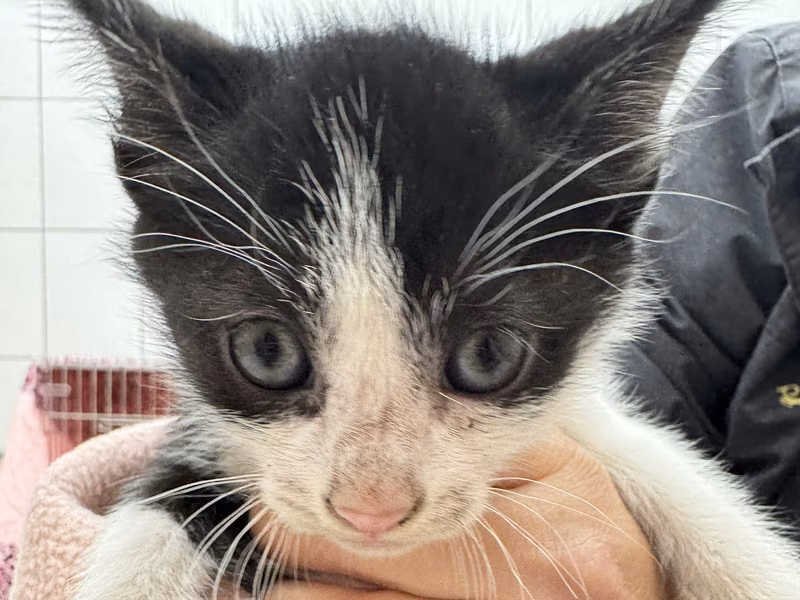 Gato mestizo macho joven (negro y blanco), Pequeño, refugio n.º …1002