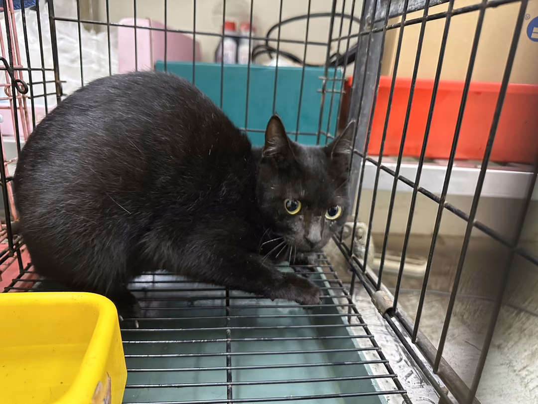 Black adult female mixed-breed cat, Medium, shelter no. …0702
