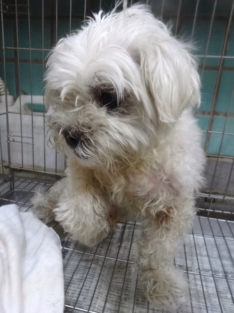 White adult male Maltese, Medium, shelter no. …1283