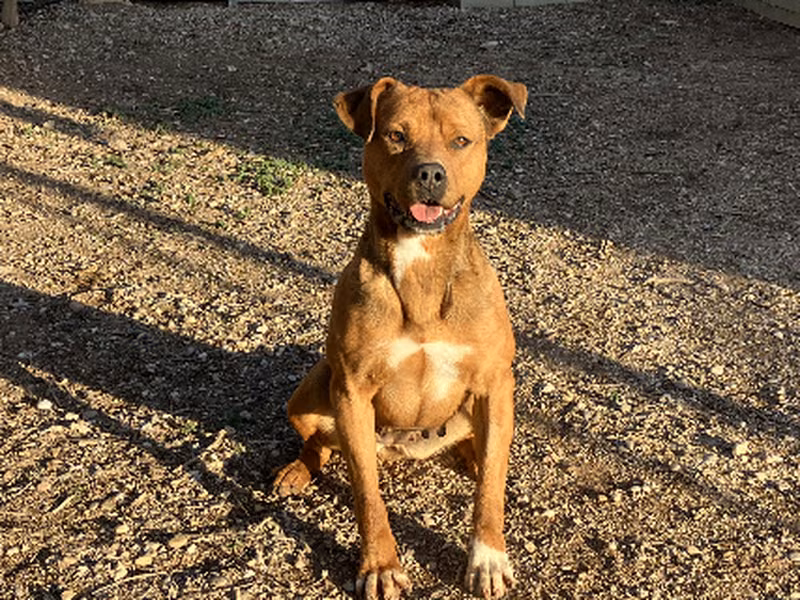 Desiré, Adulto · Hembra · Mediano · american staffordshire terrier