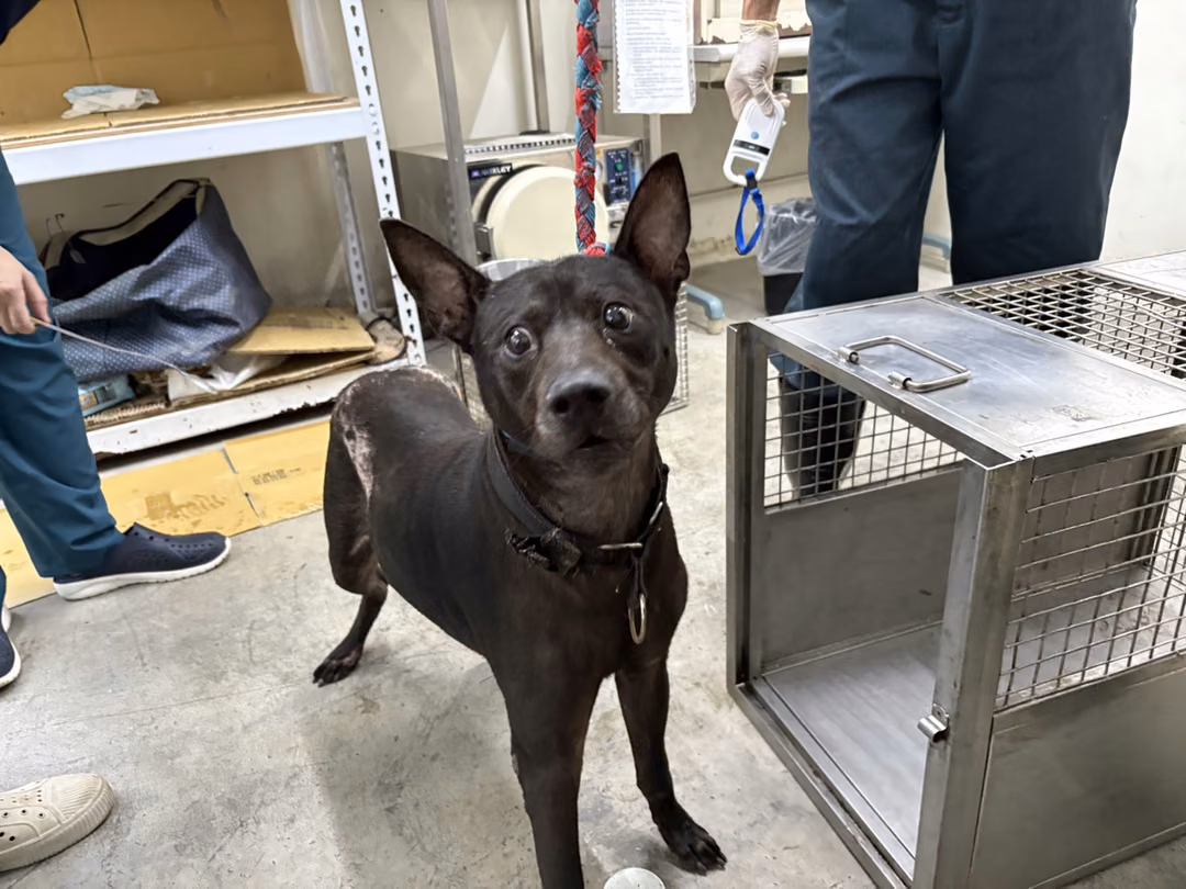 Black adult male mixed-breed dog, Medium, shelter no. …2502