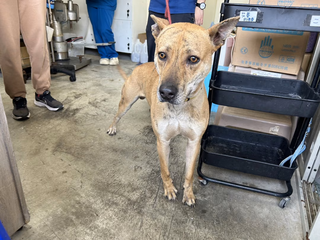 Tabby adult male mixed-breed dog, Medium, shelter no. …1901