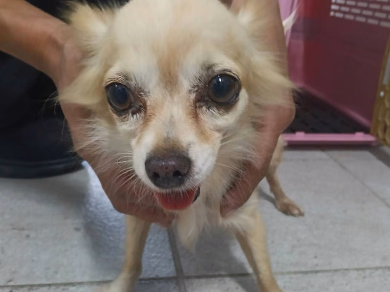 White adult female Chihuahua, Small, shelter no. …9001