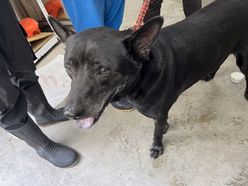 Black adult male mixed-breed dog, Medium, shelter no. …0801