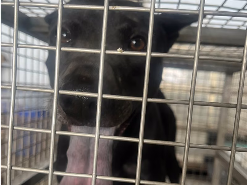 Black adult male mixed-breed dog, Medium, shelter no. …8-03