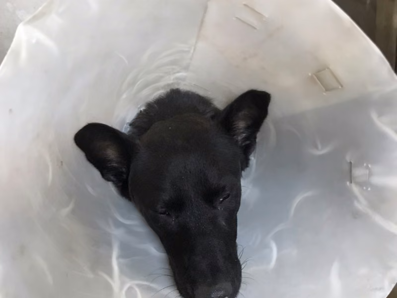 Black adult male mixed-breed dog, Medium, shelter no. …6001