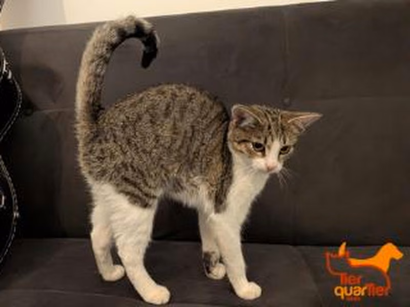 Brown tabby female European Shorthair, shelter no. …4196