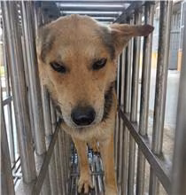Black-and-tan adult male mixed-breed dog, Large, shelter no. …8020