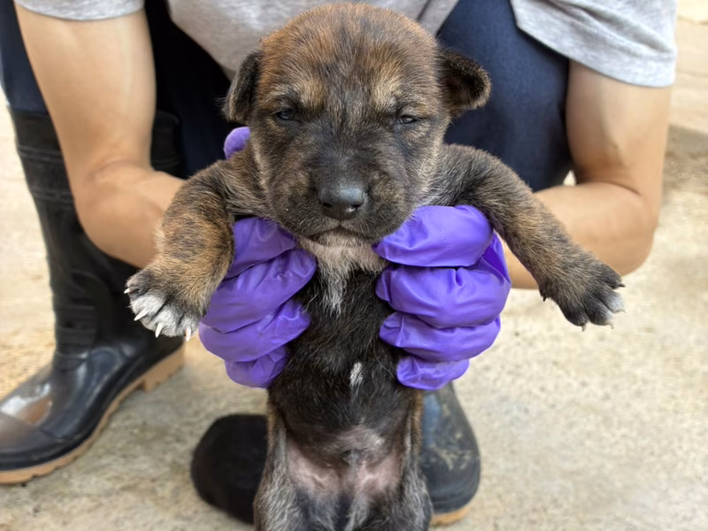 Tabby young male mixed-breed dog, Small, shelter no. …6015