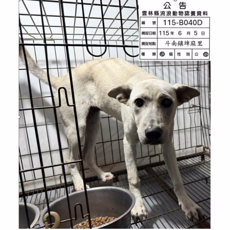 White adult female mixed-breed dog, Large, shelter no. …040D