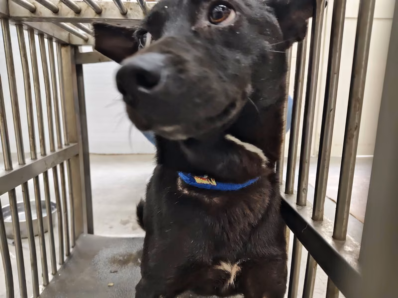 Black young female mixed-breed dog, Medium, shelter no. …0601