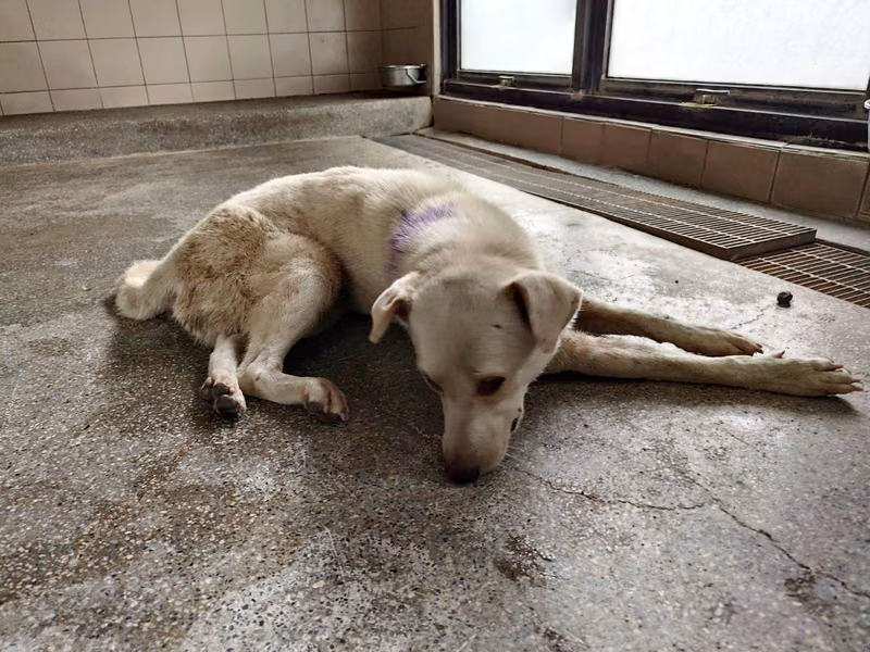 White adult female mixed-breed dog, Large, shelter no. …2601