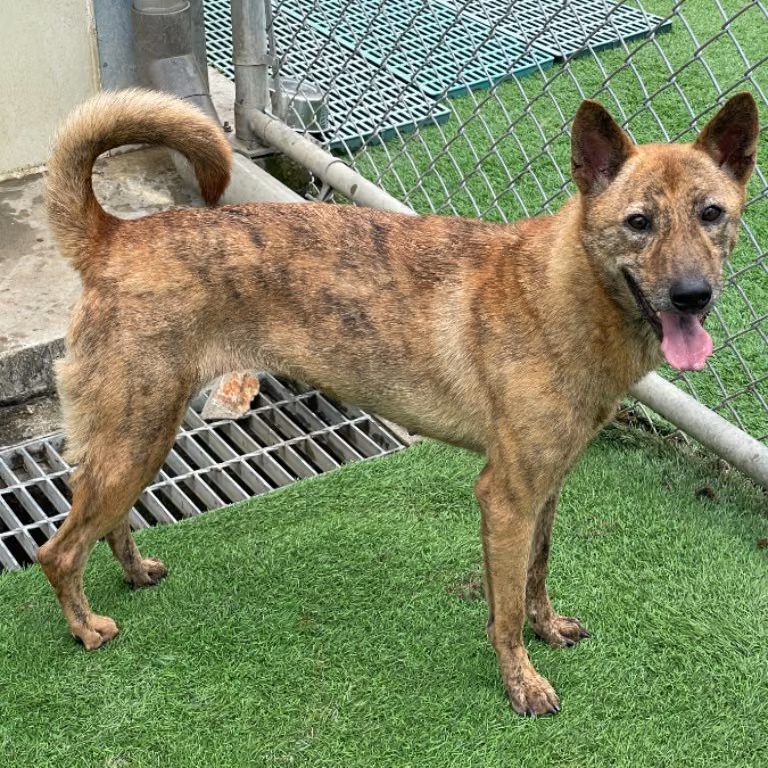 Tan tabby adult female mixed-breed dog, Medium, shelter no. …2704